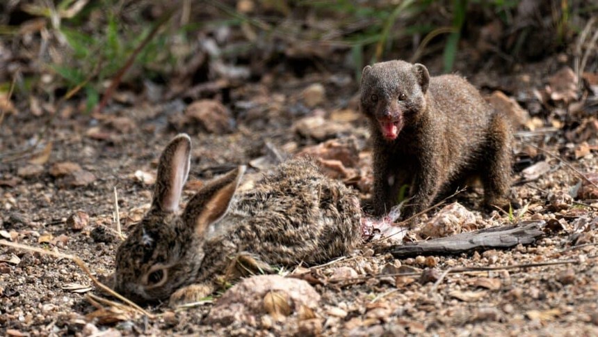 Clip: Khắc tinh số 1 của rắn hổ mang chúa, thợ săn mồi khét tiếng có khuôn mặt "trẻ thơ"