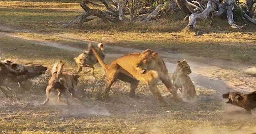 Clip: Tưởng ngon ăn, ai ngờ sư tử "xây xẩm mặt mày" trước chiến thuật hoàn mỹ của bầy chó hoang châu Phi