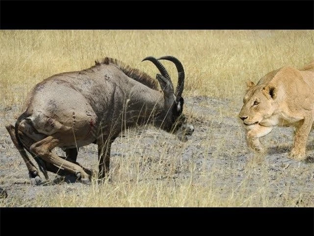 Bị vây hãm bởi hai con sư tử hung dữ, chiến thắng vẫn mỉm cười với loài động vật 