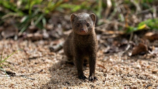 Khắc tinh số 1 của rắn hổ mang chúa, thợ săn mồi khét tiếng có khuôn mặt