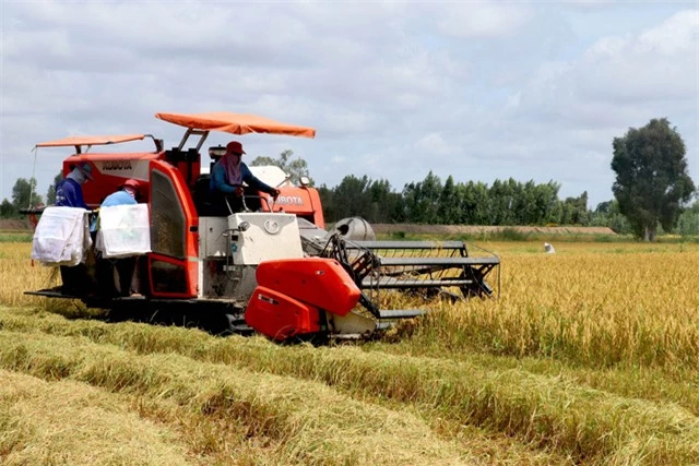 Ngân hàng Thế giới cam kết tham gia Đề án 1 triệu ha lúa chất lượng cao - Ảnh 1.