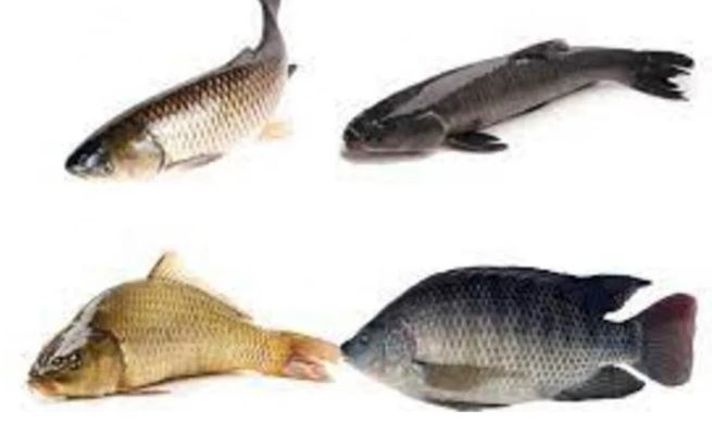 Ng&#x1B0;&#x1EDD;i b&#xE1;n c&#xE1; ti&#x1EBF;t l&#x1ED9;: &#x110;i ch&#x1EE3; th&#x1EA5;y 7 lo&#x1EA1;i c&#xE1; n&#xE0;y n&#xEA;n mua ngay, c&#xE1; t&#x1EF1; nhi&#xEA;n gi&#xE0;u dinh d&#x1B0;&#x1EE1;ng, gi&#xE1; l&#x1EA1;i r&#x1EBB;