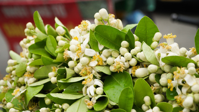 Duyên dáng hoa bưởi về trên phố phường Hà Nội