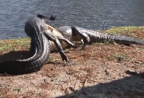 Clip: Hai con cá sấu đại chiến quyết liệt tại Mỹ
