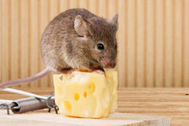 6 cách đuổi chuột trên trần nhà nhanh gọn nhẹ, ai cũng làm được