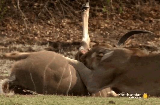 Sư tử ‘giăng bẫy’ tuyệt đỉnh, đoạt mạng linh dương vằn Kudu