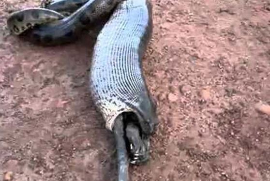 Clip: Khiếp vía nhìn cảnh trăn khổng lồ “ói” thức ăn