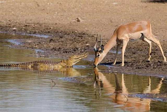 Linh dương Impala chết thảm trước ‘sát thủ đầm lầy’ vì… sừng quá dài ảnh 1