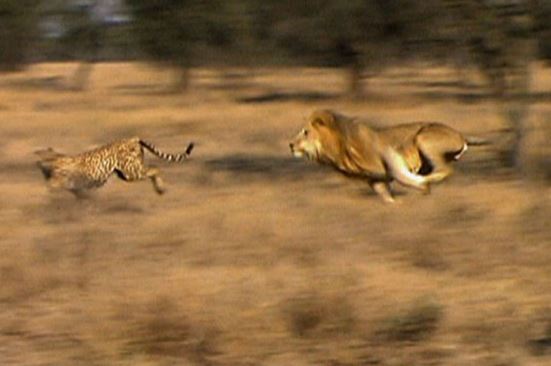 Clip: Báo săn “liều mạng” đánh lừa sư tử để bảo vệ con
