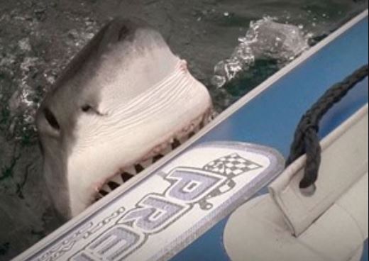 Clip: “Rợn người” nhìn cảnh con người bị thủy quái tấn công