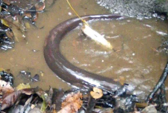 Clip: Liều mạng dụ “sát thủ” trong rừng Amazon ra khỏi hang