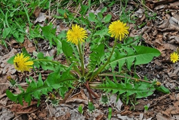 Lợi ích sức khoẻ tuyệt vời của cây bồ công anh