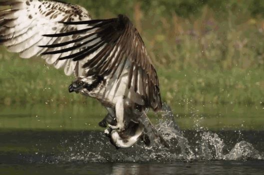 Ưng biển từ trên không trung lao xuống mặt nước đoạt mạng cá hồi ‘khủng’