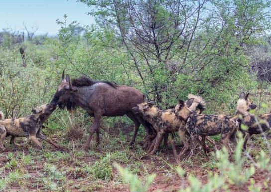 Clip: Bầy chó hoang xé xác linh dương đầu bò dã man