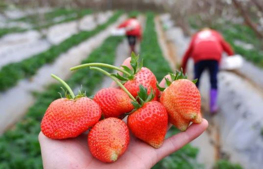 Hướng dẫn bạn cách phân biệt các loại dâu tây ngon có mặt tại Việt Nam