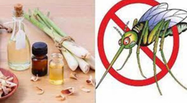 10 cách đuổi muỗi ra khỏi nhà vĩnh viễn, nhanh gọn đơn giản, không con nào dám vo ve