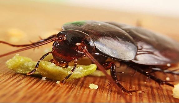 Trong nhà gián tung tăng đi lại: Chỉ cần làm cách này chúng 1 đi không trở lại, vừa ít tiền, vừa hiệu quả