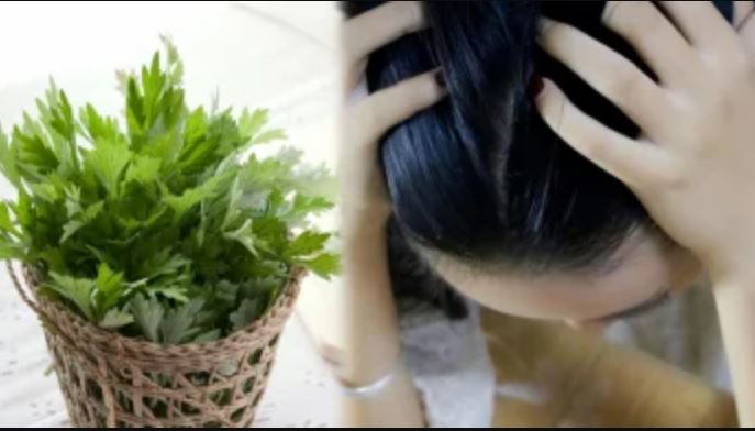 1 tuần gội đầu bằng nước lá ngải cứu: Chị em nhận 4 lợi ích lớn, cải thiện từ sắc đẹp đến sức khỏe