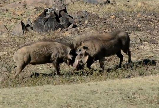 Clip: Màn “so tài cao thấp” vô cùng ác liệt của 2 con heo rừng