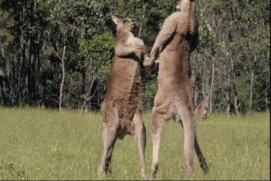 Đấu trường sinh tử khốc liệt, cạnh tranh quyền giao phối của kangaroo