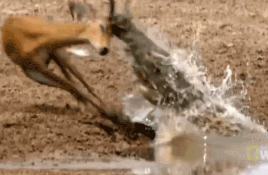 Linh dương Impala chết thảm trước ‘sát thủ đầm lầy’ vì… sừng quá dài