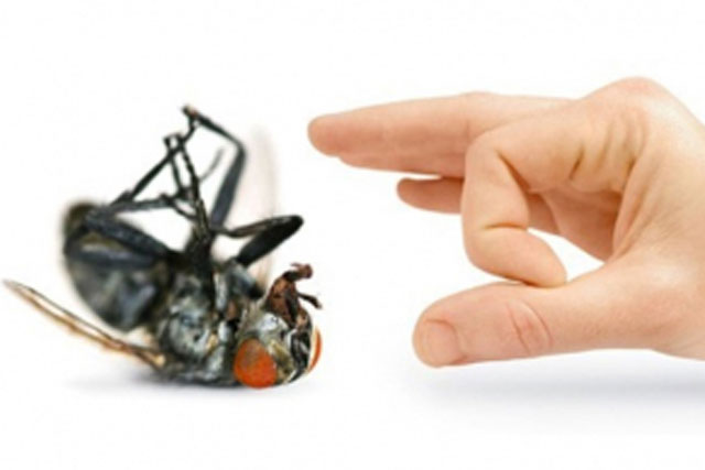 Chỉ từ nguyên liệu sẵn có này bạn có thể loại bỏ ruồi khỏi nhà an toàn và hiệu quả