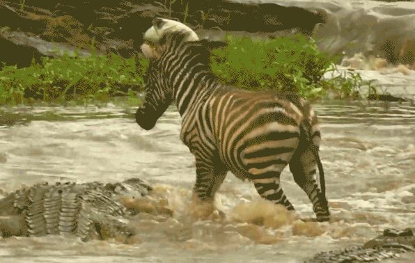 Ngựa vằn sống sót kỳ diệu trước nước lũ và cá sấu khổng lồ