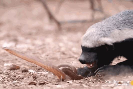 Rắn chuột chũi bỏ mạng khi chạm trán ‘kẻ bố đời’