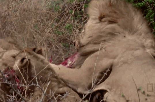 Bầy sư tử xâu xé khỉ đầu chó, chỉ vài giây đã ‘diệt gọn’ con mồi