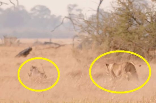 Clip: Bị sư tử truy sát, heo rừng vẫn thoát chết ngoạn mục