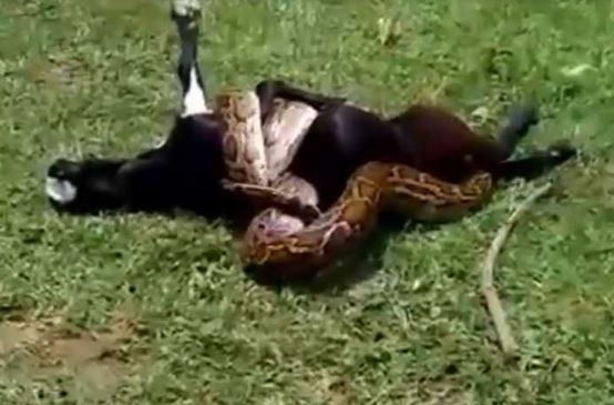 Clip: Trăn khổng lồ săn trộm dê của nông dân Ấn Độ