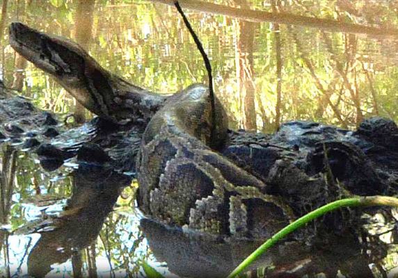 Clip: Trăn khổng lồ bị cá sấu cho “ăn no đòn”