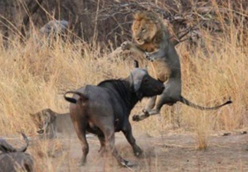 Clip: Trâu rừng “nổi điên” đuổi sư tử chạy “trối chết”