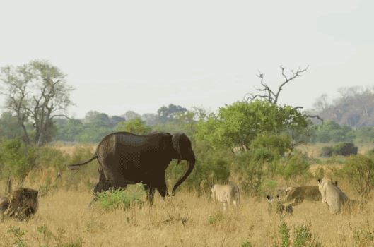 Bầy sư tử cố gắng săn voi con và cái kết đầy bất ngờ