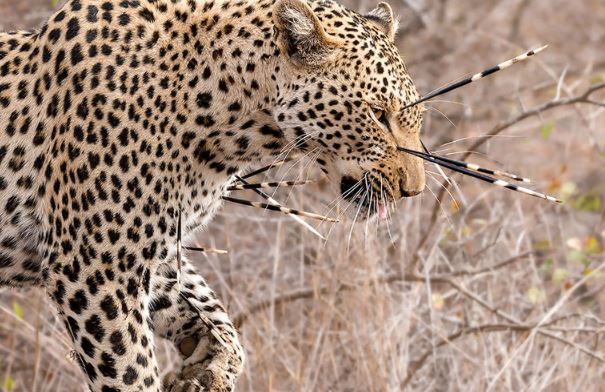 Clip: Báo hoa mai “tơi tả” vì cố ăn thịt nhím