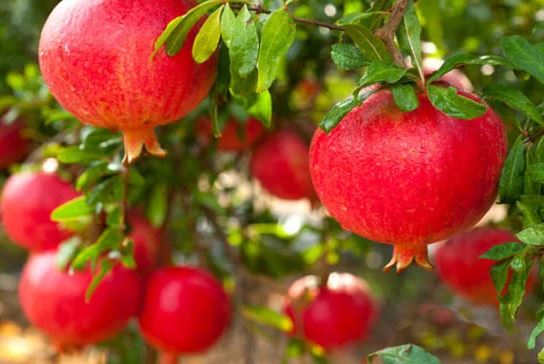 Cây lựu mọc trên lăng mộ của Tần Thủy Hoàng: Kết quả khó tin khi bổ đôi quả lựu khiến ai cũng bất ngờ