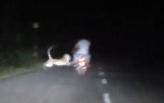 Clip: Hổ dữ vồ người đi xe máy