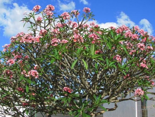 Thầy phong thủy nói: 5 loại cây trồng ở âm trạch, con cháu mấy đời sau vẫn được phù trợ, gặp dữ hóa lành