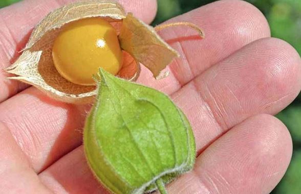 Loại quả ở Việt Nam mọc đầy đường, người Nhật lại bán gần triệu 1 kg