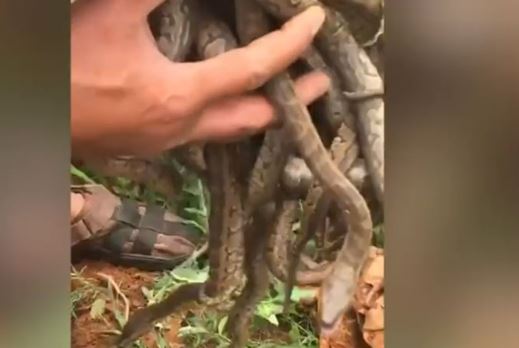 Clip: Dùng tay không bắt hàng chục con rắn trong hang