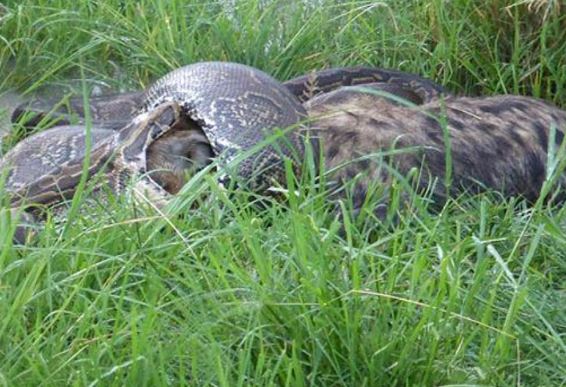 Clip: “Rợn người” trước cảnh trăn khổng lồ nuốt chửng linh cẩu