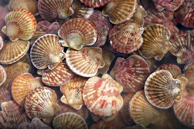 Bí kíp hấp sò điệp thơm ngon mà không bị tanh