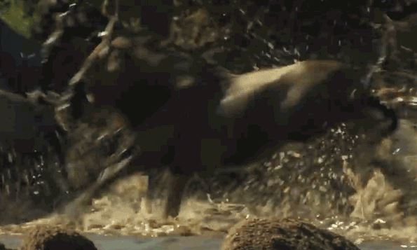 Cá sấu tinh ranh, ra đòn chớp nhoáng hạ sát linh dương đầu bò