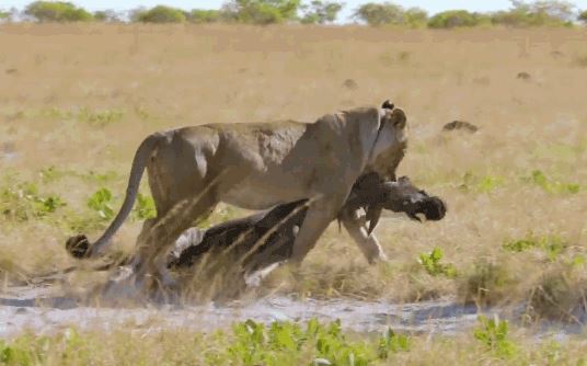 Mẹ con linh dương đầu bò gặp thảm kịch khi chạm mặt 2 con sư tử đói