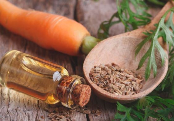 7 tác dụng tuyệt vời của tinh dầu hạt cà rốt với sức khỏe