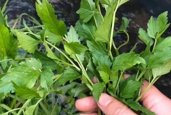 Ăn cần tây nhiều người bạn bỏ lá: Lãng phí hay tốt cho sức khoẻ?