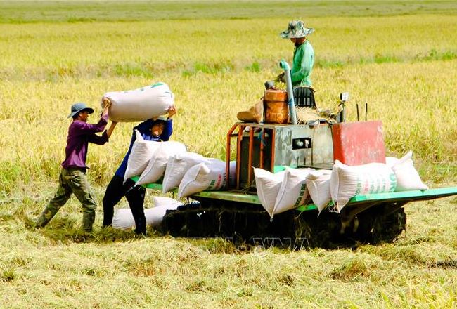 Thị trường nông sản tuần qua: Giá lúa giảm