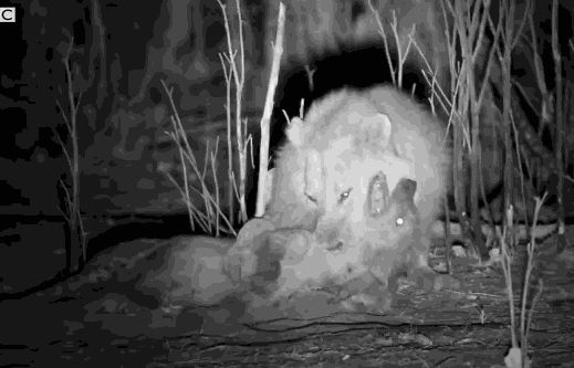 Linh cẩu bỏ mạng khi cố gắng cướp mồi của ‘lãnh chúa vùng đồng cỏ’