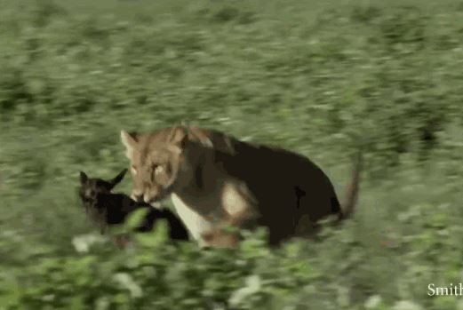 Bắt được linh dương đầu bò mới chào đời, sư tử làm hành động khó tin