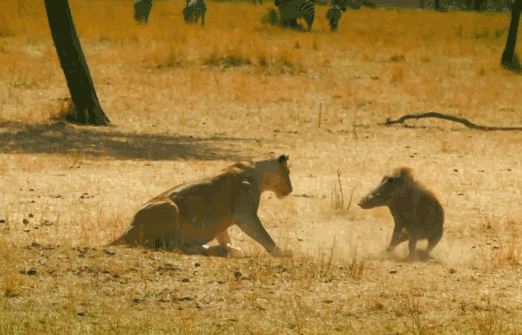 Lợn bướu bất ngờ phản công đuổi đánh sư tử